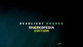Deadliest Sharks: Sharkopedia Edition
