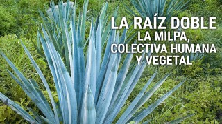 La raíz doble: La milpa, colectiva humana y vegetal