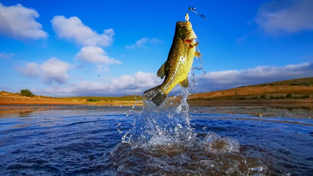 Montana Walleye Tour