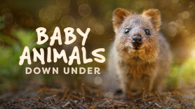 Baby Animals Down Under