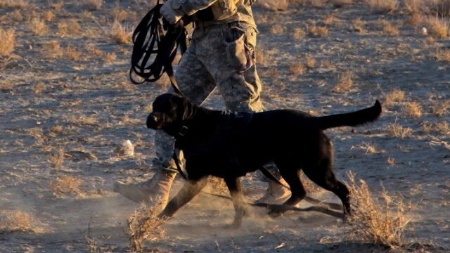 Canine Soldiers: The Militarization of Love