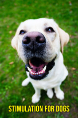 Stimulation for Dogs
