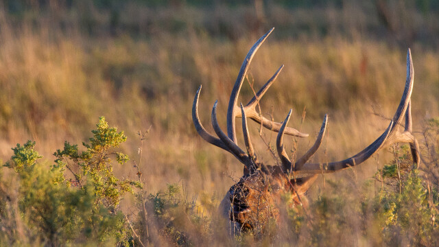 Rocky Mountain Elk Foundation