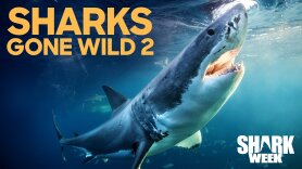 Sharks Gone Wild 2