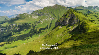 The Everglades: A Symphony of Life