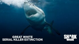 Great White Serial Killer Extinction