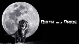 Birth of a Pride