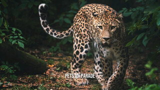 Pets on Parade