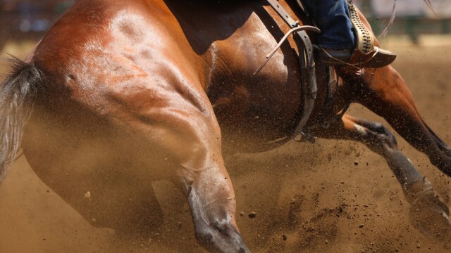 New Mexico State Rodeo