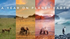 A Year on Planet Earth