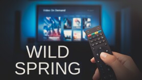 Wild Spring