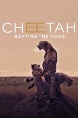 Cheetah: Beating the Odds