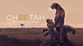 Cheetah: Beating the Odds