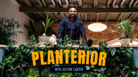 Planterior With Hilton Carter