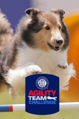 2026 AKC Agility Team Challenge