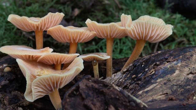 Fungi:Web of Life