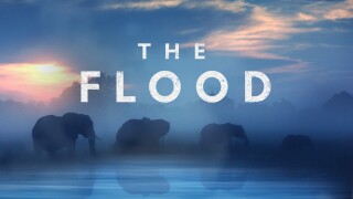 The Flood