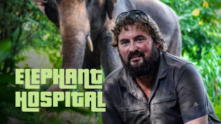 The Elephant Hospital