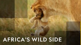 Africa's Wild Side