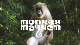 Monkey Mayhem