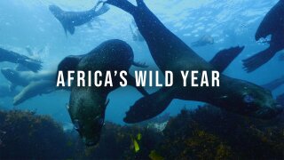 Africa's Wild Year