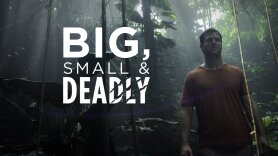 Big, Small & Deadly