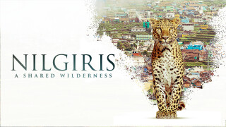 Nilgiris - A Shared Wilderness