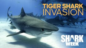 Tiger Shark Invasion
