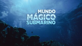 Mundo mágico submarino