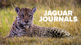 Jaguar Journals
