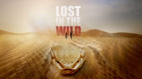 Lost in the Wild