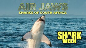 Air Jaws: Sharks of South Africa