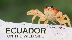 Ecuador: On the Wild Side
