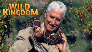 Wild Kingdom