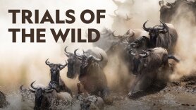 Trials of the Wild