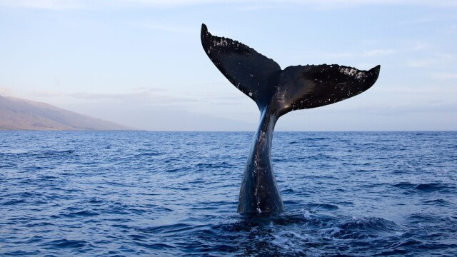 Whale Adventure with Nigel Marven