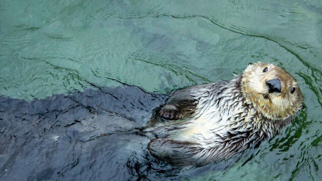 Wild Pacific Rescue