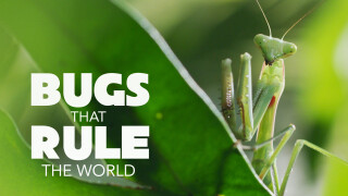 Bugs That Rule the World