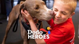 Dodo Heroes