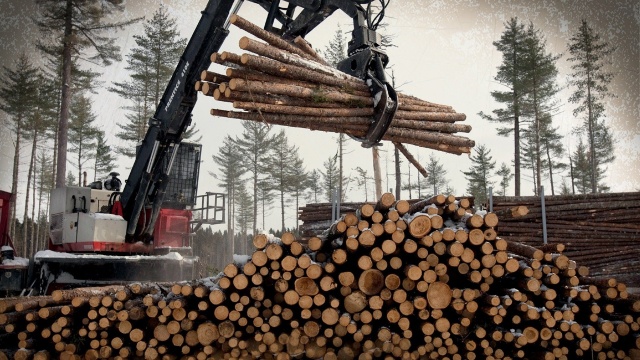 American Loggers