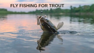 Fly Fishing for Trout