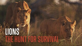 Lions: The Hunt For Survival