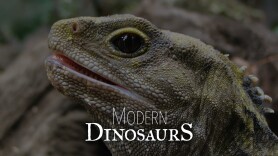 Modern Dinosaurs