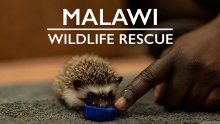 Malawi Wildlife Rescue