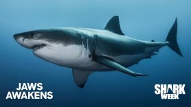 Jaws Awakens
