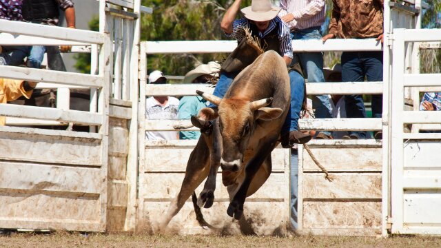 PBR Bull Riding