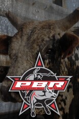 PBR Bull Riding