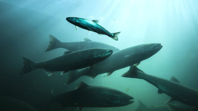 Atlantic Salmon: Lost at Sea