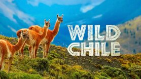 Wild Chile