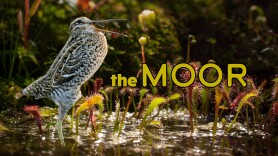 The Moor
